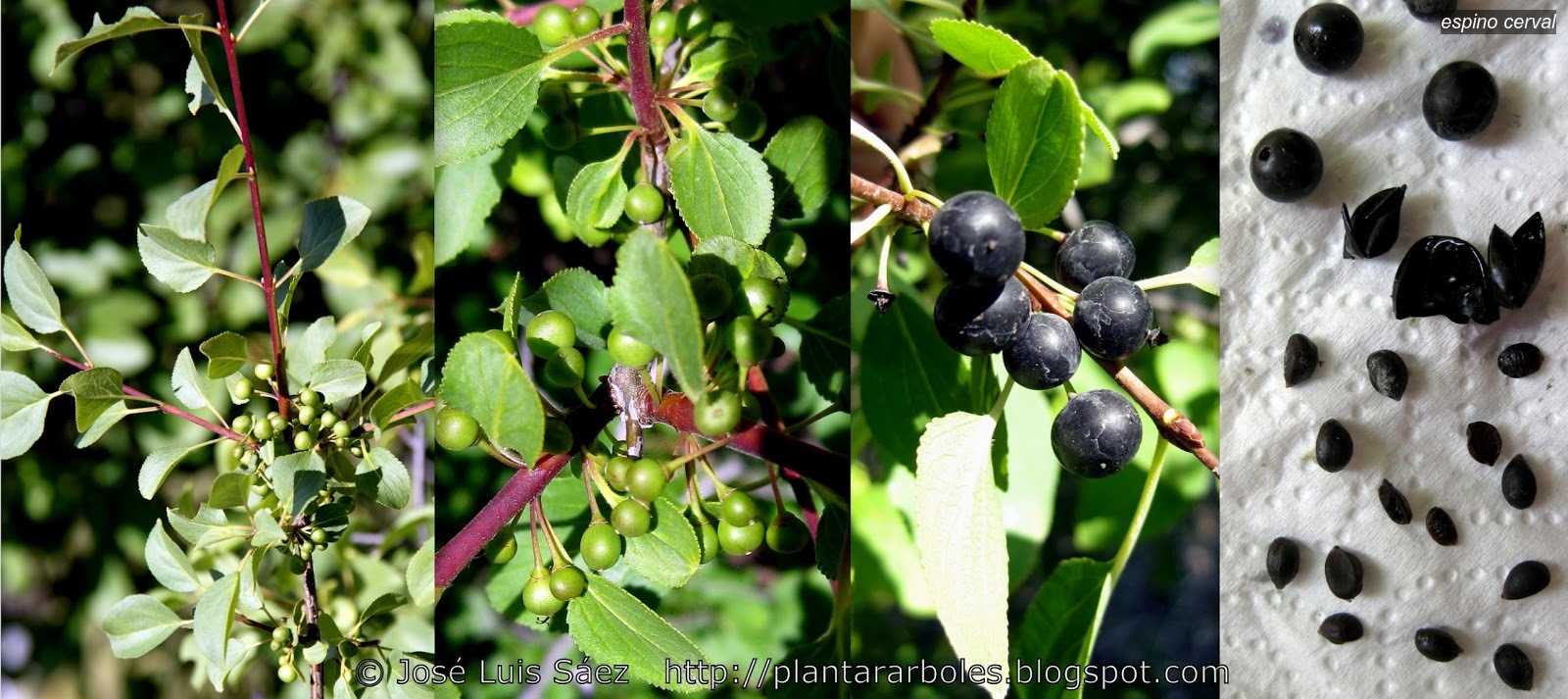 Espino cerval Rhamnus cathartica Espino cerval Rhamnus cathartica