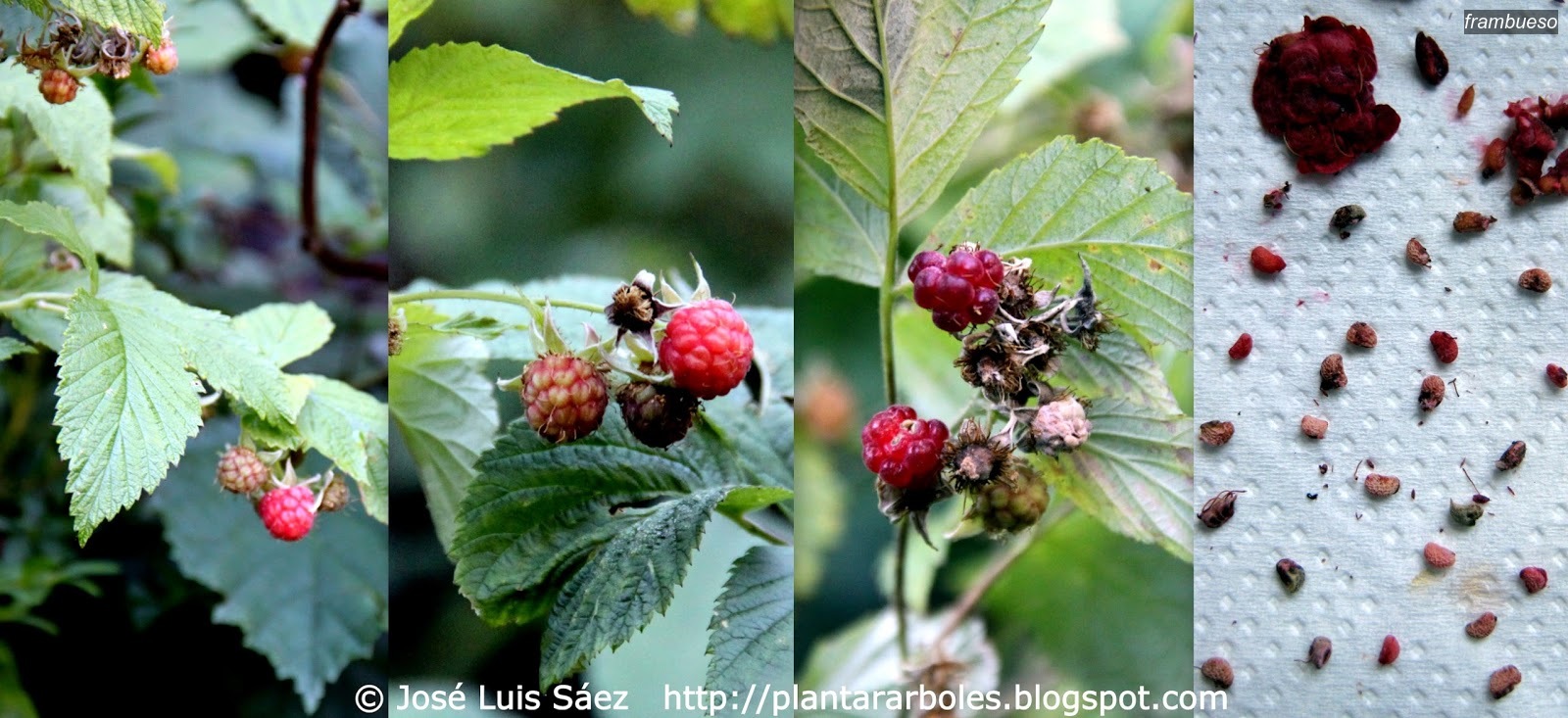 Frambueso Rubus idaeus Frambueso Rubus idaeus