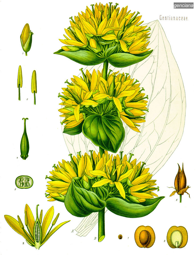 genciana0 genciana0