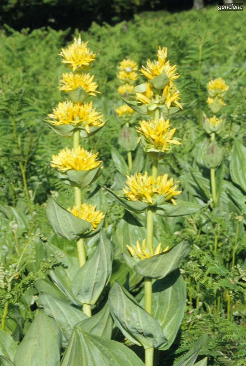 genciana1 genciana1