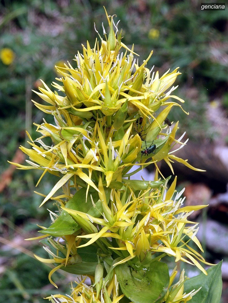 genciana3 genciana3