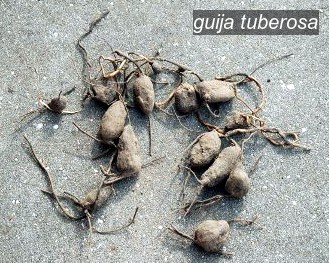 guija tuberosa2 guija tuberosa2