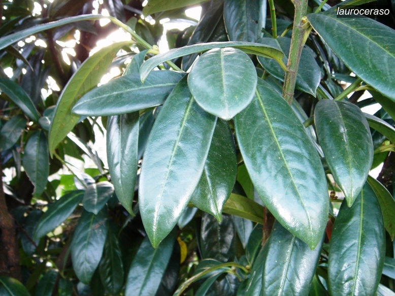 lauroceraso2 lauroceraso2