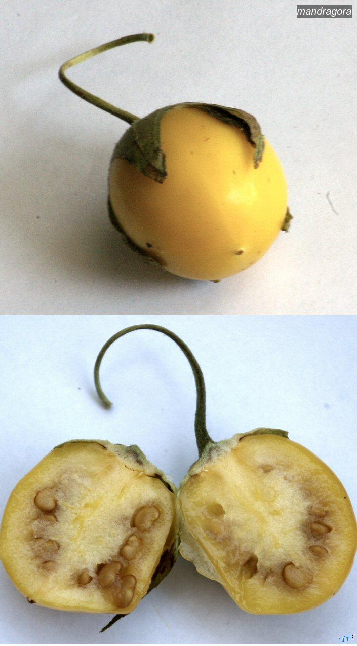 mandragora2 mandragora2