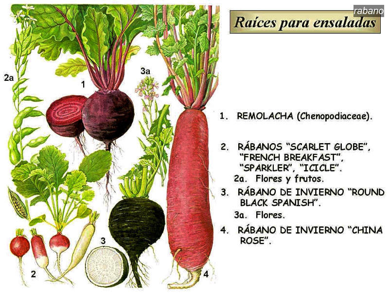 rabano1 rabano1