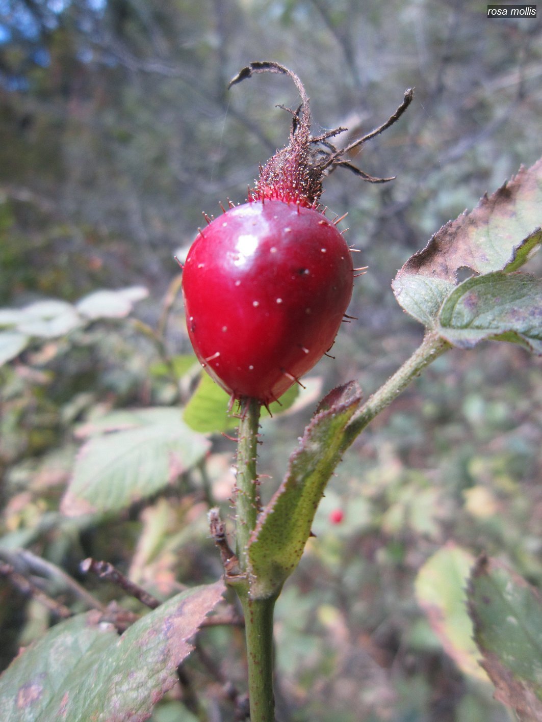 rosa mollis1 rosa mollis1
