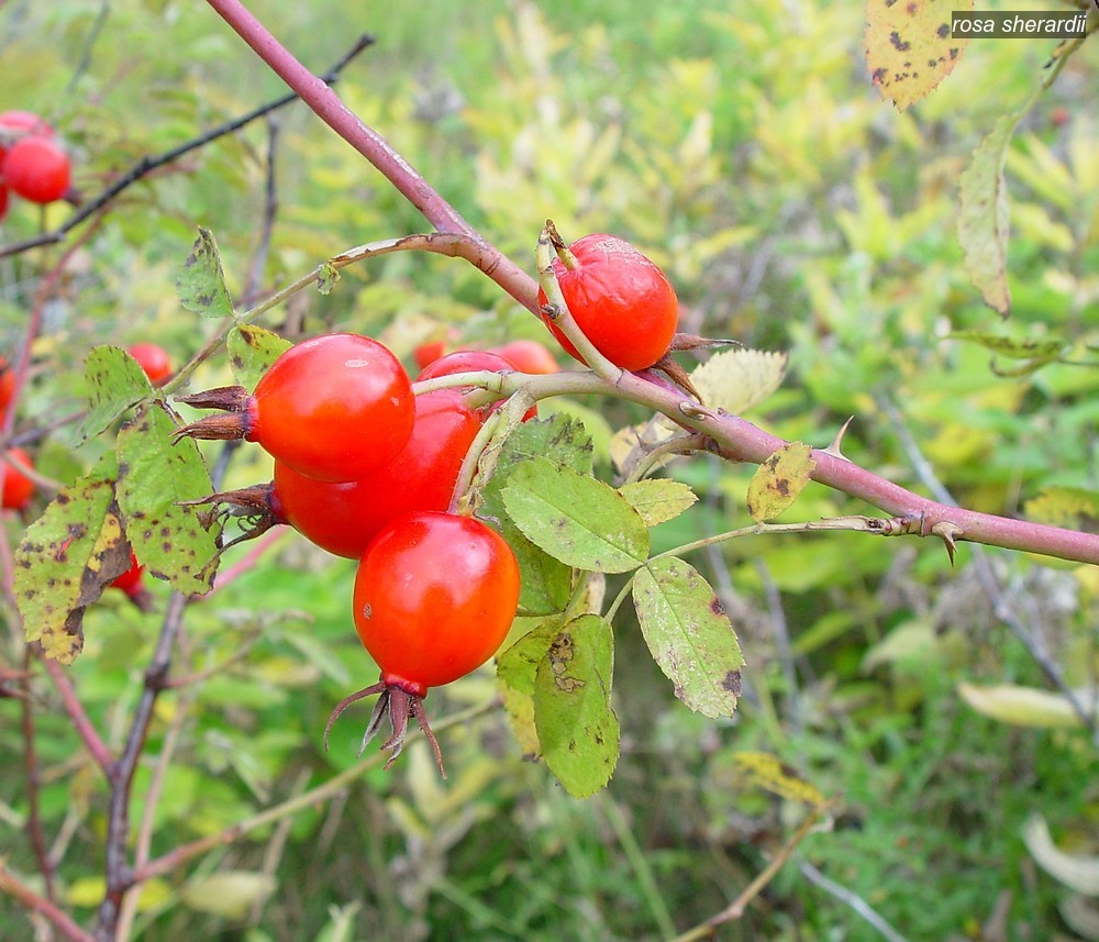 rosa sherardii0 rosa sherardii0