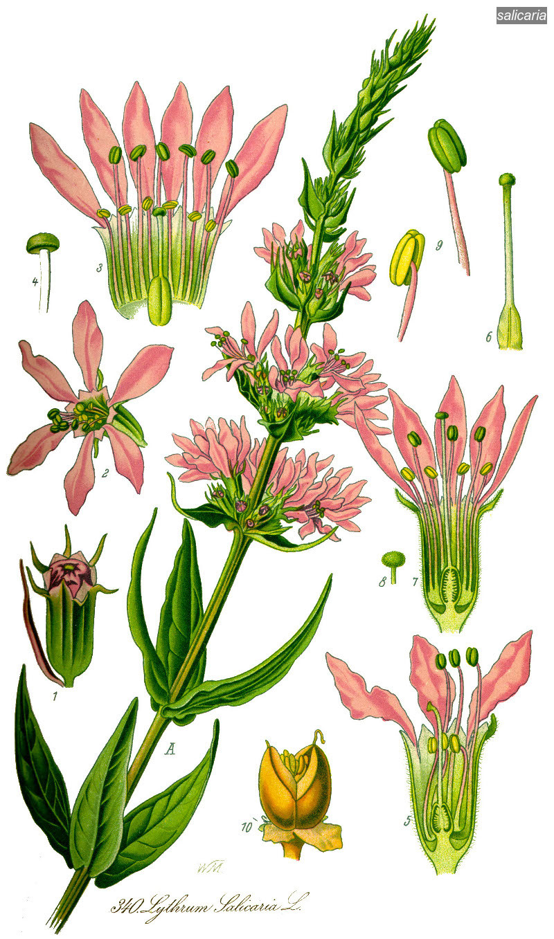 salicaria0 salicaria0