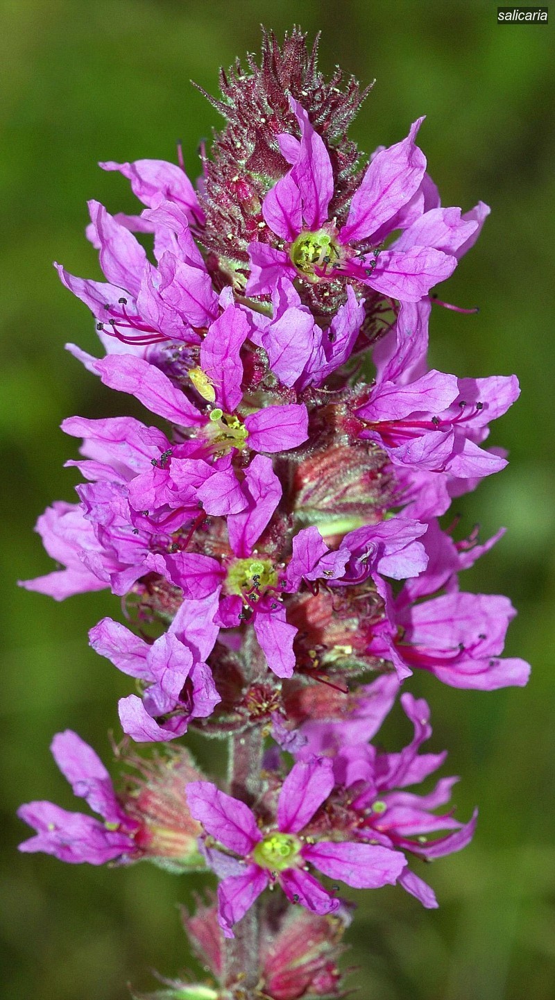 salicaria1 salicaria1