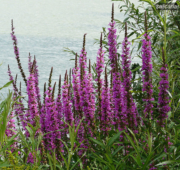 salicaria2 salicaria2