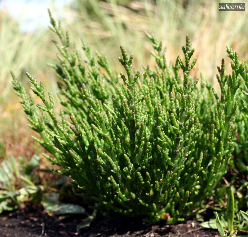 salicornia2 salicornia2