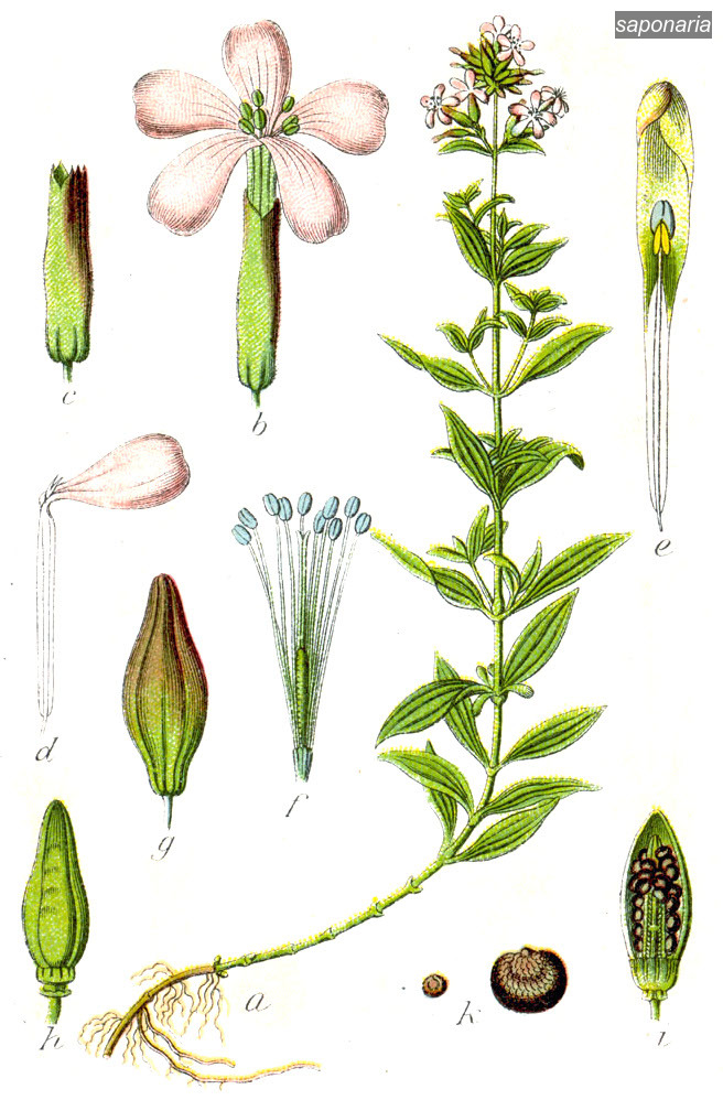 saponaria0 saponaria0