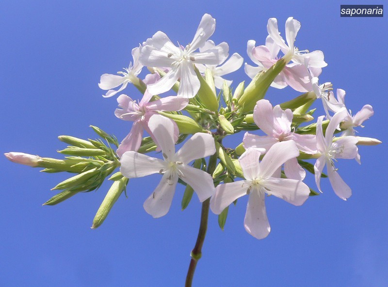 saponaria1 saponaria1