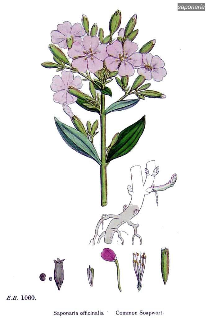 saponaria2 saponaria2