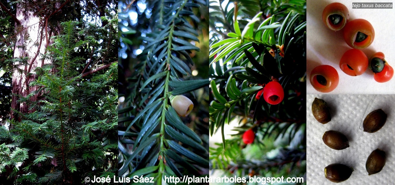 Tejo Taxus baccata Tejo Taxus baccata