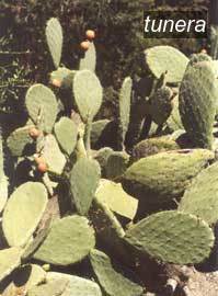 tunera tunera