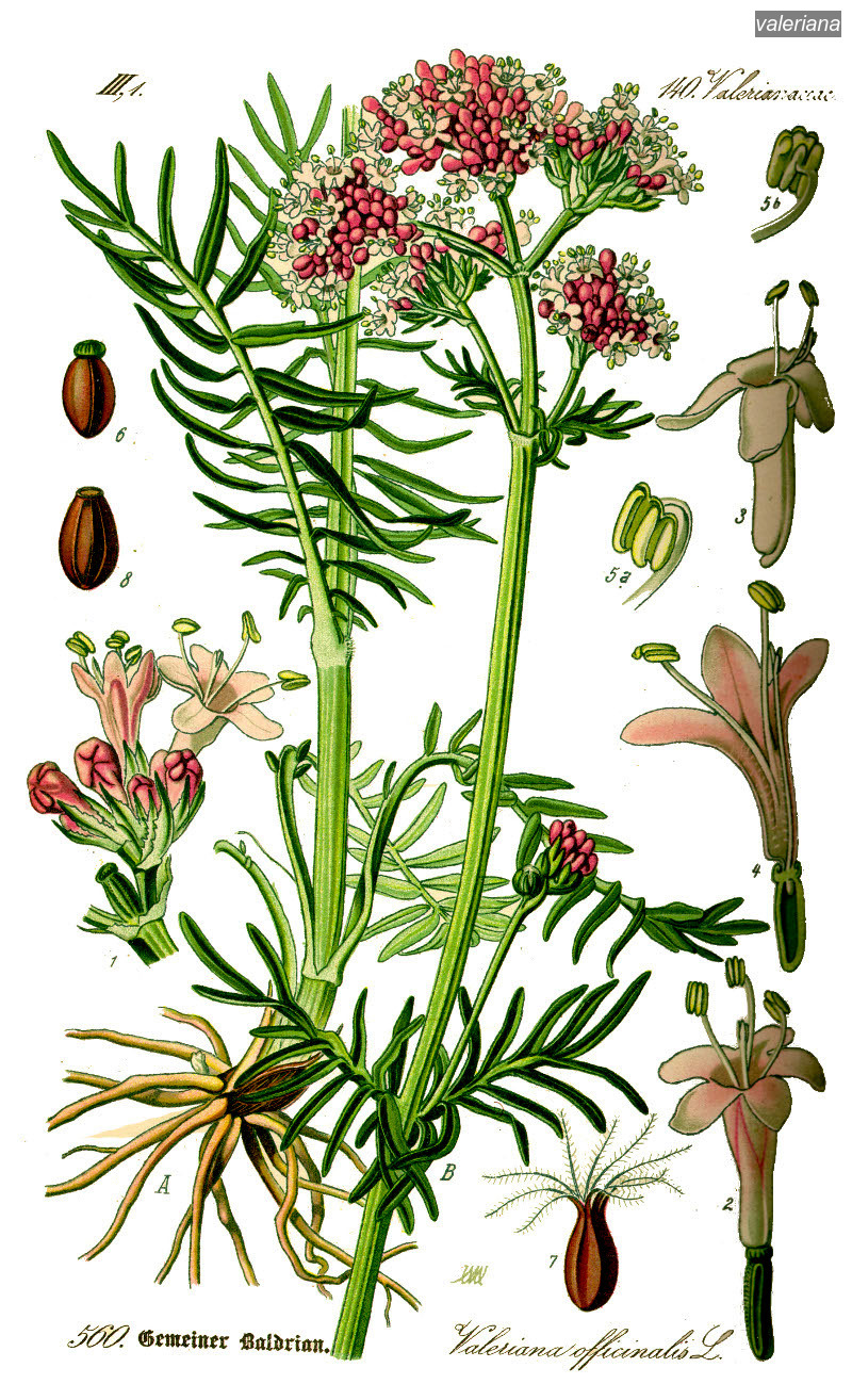 valeriana0 valeriana0