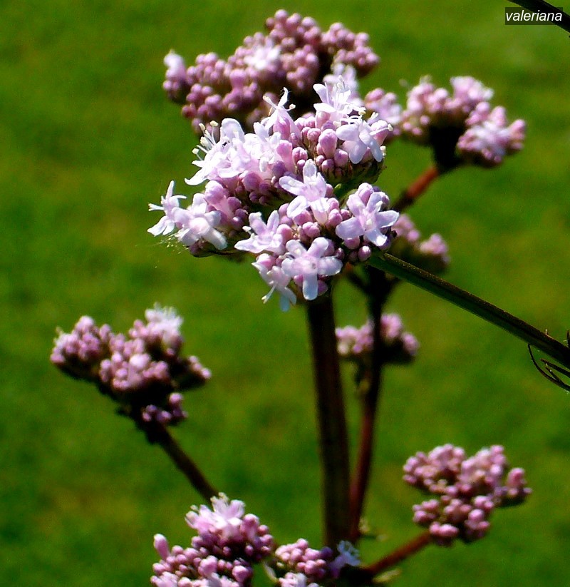valeriana1 valeriana1