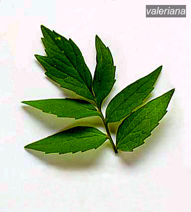valeriana4 valeriana4
