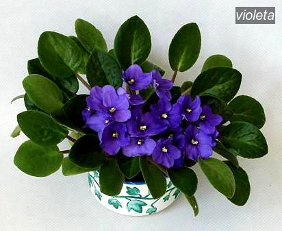 violeta0 violeta0
