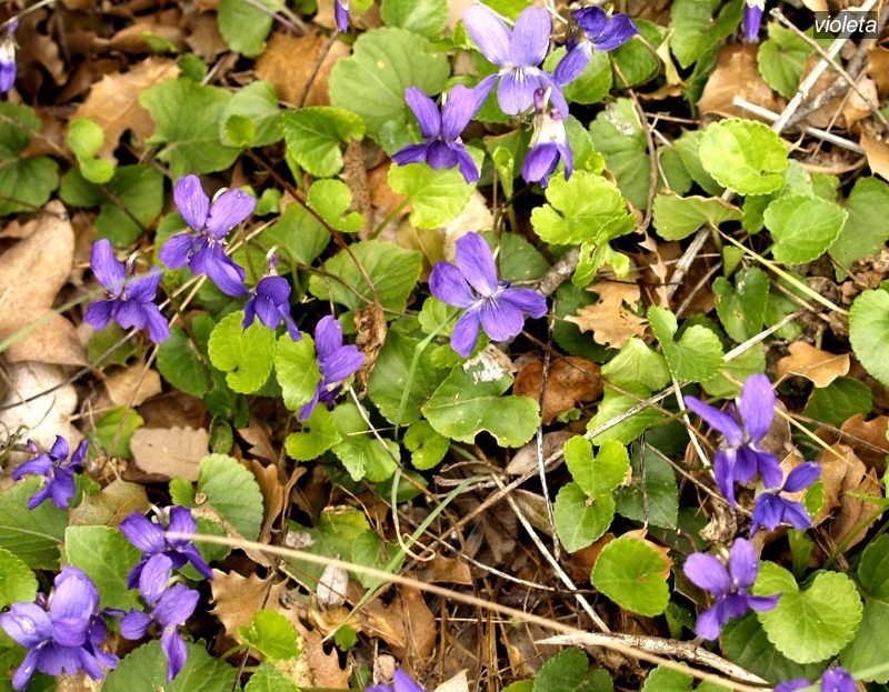 violeta1 violeta1