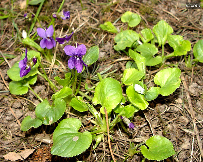 violeta3 violeta3
