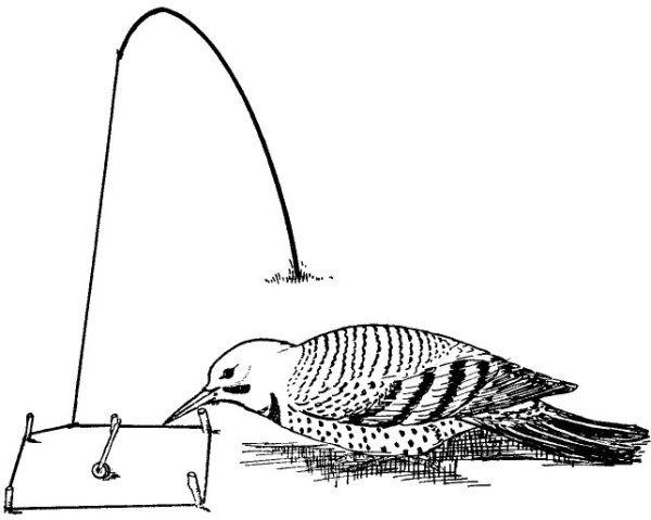 snare 0056