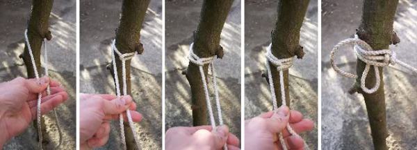 tensores four wrap knot